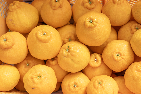 川田三郎果樹園 みかん狩り