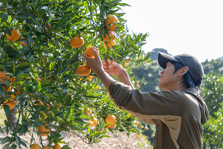みかん狩り
