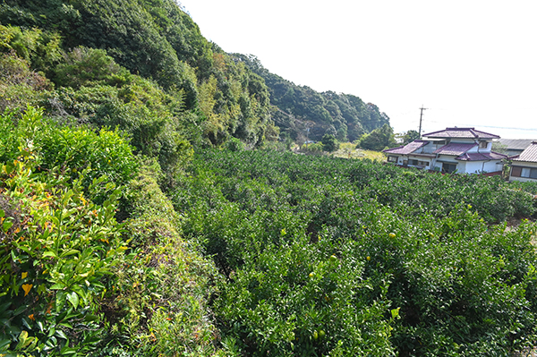 建物の後ろに広がる晩柑の木