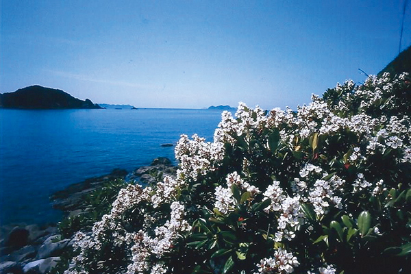 シャリンバイの丘